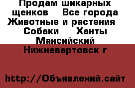 Продам шикарных щенков  - Все города Животные и растения » Собаки   . Ханты-Мансийский,Нижневартовск г.